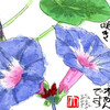 【西東京の植物絵手紙（71）…西東京市泉町でリュウキュウアサガオに出会った！】