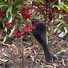 減ってゆくマンリョウの実🍃🔴🐦