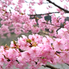 佐久間ダム公園　頼朝桜まつり　河津桜見に行った。