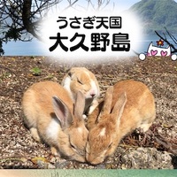 大久野島 うさぎ尽くし 島のうさぎとの触れ合い方 うさぎ島 雪猫の軽滑 ブログ