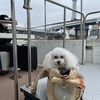 愛犬と浅草に行ったよ