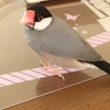 文鳥の匂い