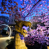 梅は咲いたか？桜は咲いてます ♪  熱海はワタミか？