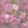 徳佐八幡宮のしだれ桜