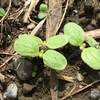 ゴマの双葉とトンボの羽化と除草と草刈りと野球の応援