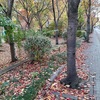 西宮市役所前｜木たちの冬支度「六湛寺公園」　