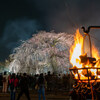 円山公園の祇園しだれ桜