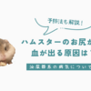 ハムスターのお尻から血がでる原因は？膀胱炎など考えられる3つの病気
