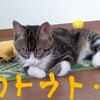 意地でも寝ない 子猫🐈✨