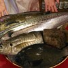 本日の漁港直送の魚たち！【鰆】【鱪】【鮍】【鯵】ほか