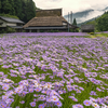 北山友禅菊