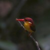 ミツユビカワセミ(Oriental Dwarf Kingfisher)