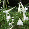 あれこれと夏が居座る百合の花