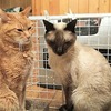 家屋倒壊した猫用ハウスの残骸を大事に使い続ける猫S❜