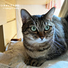 梅雨明けとトラちゃんの「シャー」