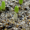 幼苗が溶ける原因と対処