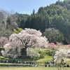 宇陀の又兵衛桜