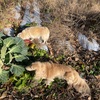 芽キャベツ食べて♪