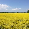  日本一の作付面積！北海道滝川市に「菜の花」を見に（撮りに）行って来ました。 