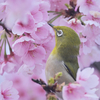 メジロと大寒桜の写真です。