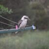 Kookaburra & roses