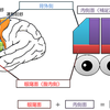 前頭葉の脳の分類について　MRI　CT