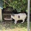 午後のおばあちゃん野良猫