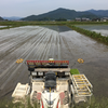 直播きと田植えとアキニレの新緑