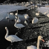 白鳥さんにはかなわないねって／山梨県山中湖畔にて