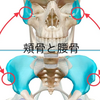 頭蓋骨と骨盤の関係。