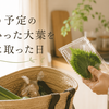 買う予定のなかった大葉を手に取った日