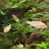 ラミレジィ幼魚　孵化15週目