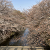 海老名・横浜駅・大岡川桜散歩・町田・恩田川桜散歩・つくし野駅