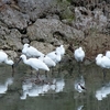 2022年2月の野鳥