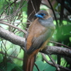 Red-naped Trogon アカエリキヌバネドリ(スマトラの鳥その3)