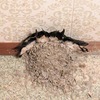 三つの巣