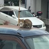 停まっている車と猫