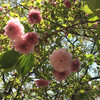 東京の兼六園菊桜