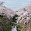 桜。