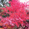 おんせん県おおいた1人湯旅 ① 国東半島「両子寺」の紅葉✧