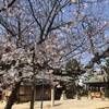 綺麗な桜**