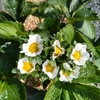いちごの花
