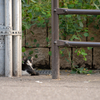 近隣住宅街のねこさん