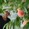 モモ、たわわに赤く　植木町で出荷始まる