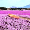 【富士芝桜まつり】富士山麓、ピンクの絨毯に浮かぶ船！