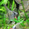 (熱帯魚 生体)国産 ミックスエンゼルフィッシュ(約1.5-3cm)(30匹)【水槽/熱帯魚/観賞魚/飼育】【生体】【通販/販売】【アクアリウム/あくありうむ】