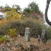 2024年11月27日(水)　[丹波]五大山へ、紅葉の百毫寺から周回する！