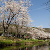 桜を追いかけて　忍野村へ