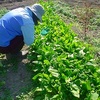 間引きの効果‥