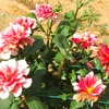 世羅高原農場のダリアたち （89）　～ 花はみんなをしあわせにする ～
